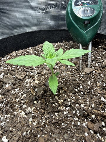 Gorilla Cookies 2nd Try — seedling_rooting, day 20