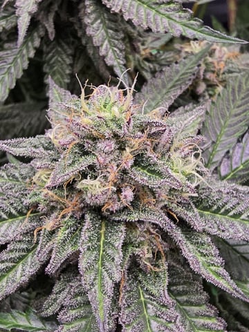 Divine Gelato 3 x Blue Zushi x 44 Photo — flower, day 90