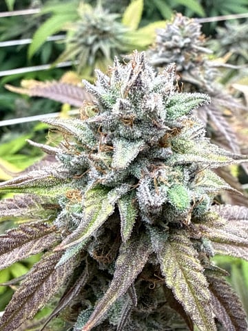 3rd grow  — flower, day 108