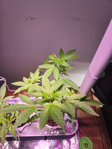 1st Grow — vegetative, day 28
