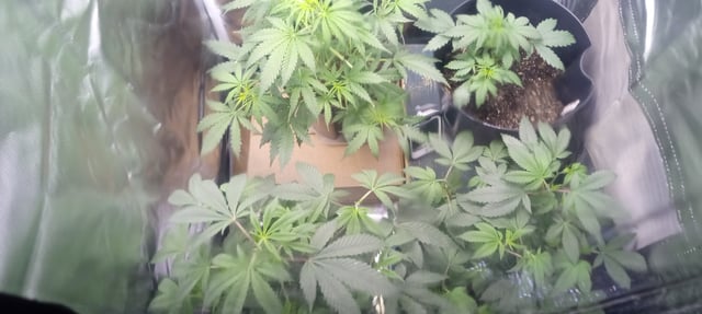 frst grow tent grow — vegetative, day 39