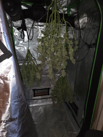 Special Queen 1 Fem+ Watermelon Auto — harvest, day 135