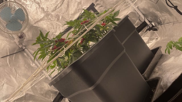 ❄️💚❄️WinterGrow❄️💚❄️ — vegetative, day 43