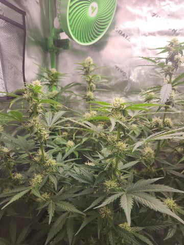 Winter Garden — flower, day 44