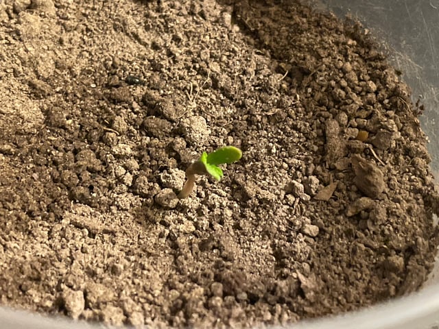 P — seedling_rooting, day 1