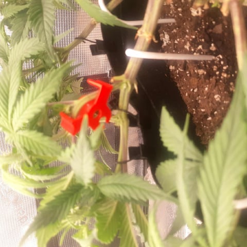 Moving On — vegetative, day 7