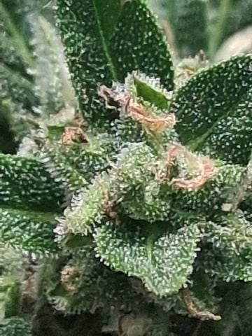 First Indoor Grow  — flower, day 98