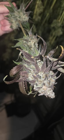 Maple Nectar  — harvest, day 110
