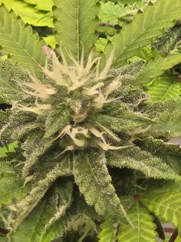 2nd Grow 3x5 tent — flower, day 113