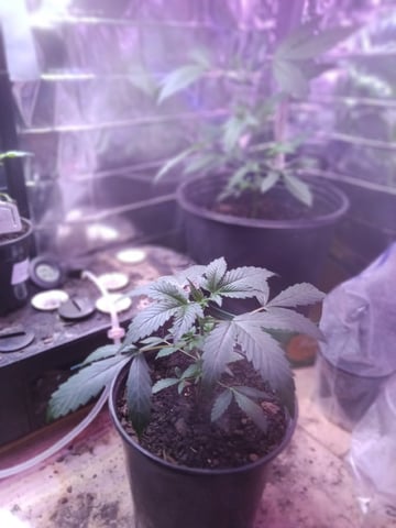 Queen Royal Autoflower  — vegetative, day 69