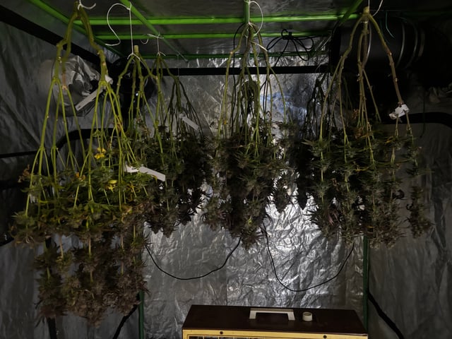 Pink Passion Fruit — harvest, day 120