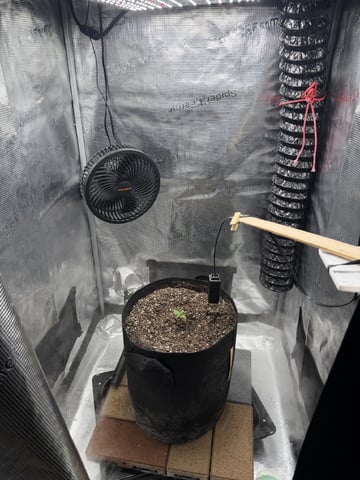 Gorilla Cookies 2nd Try — seedling_rooting, day 14