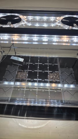 Original 1990 genetics  — grow_setup, day 1