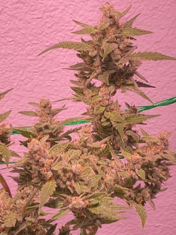 pineapple Express  — flower, day 36