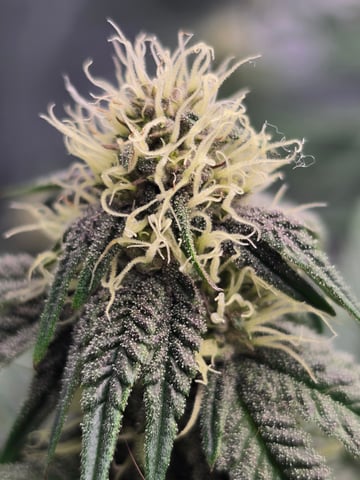 2nd grow round 2 — flower, day 70