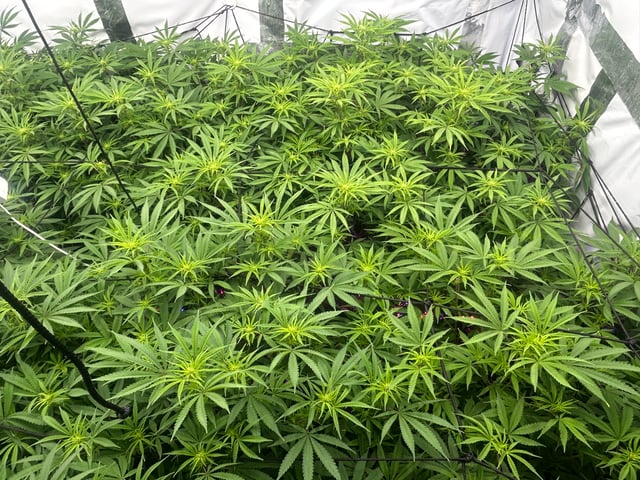 zunami s1 grounded genetics  — flower, day 50