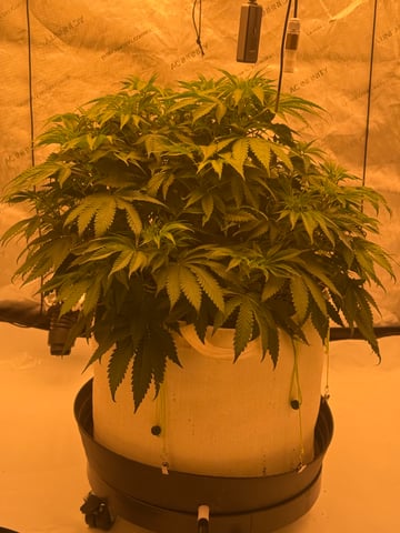 Another hard start! — vegetative, day 37