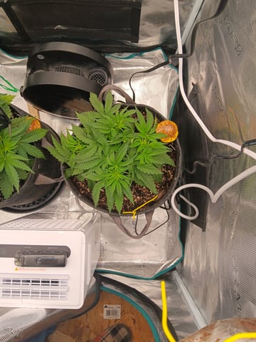 Master Kush — vegetative, day 26