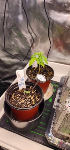 Here We Grow... — seedling_rooting, day 23