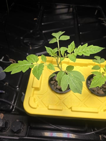 Hydro Roma Tomatoes  — seedling_rooting, day 12