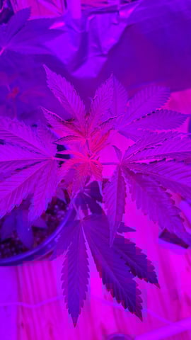 b1. — vegetative, day 79