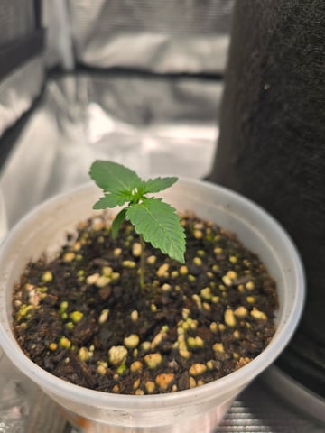 Northern lights #10 2nd plant (Selkies) — seedling_rooting, day 8
