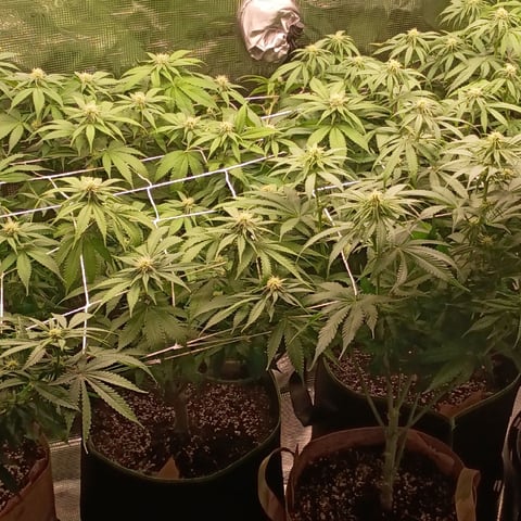 TentPlantLightFan — flower, day 92