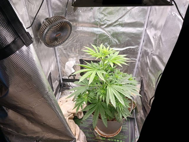 4th grow  — flower, day 159