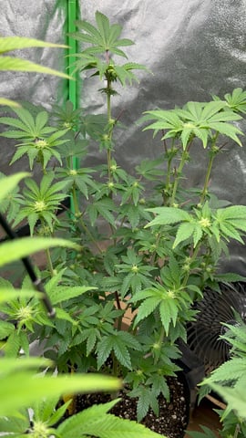 CB (Fem Photo) — flower, day 41