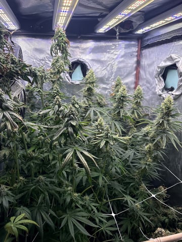 first grow in new 2x2 — flower, day 97