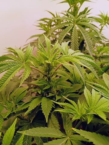 Lokie OG x Permanent Marker — flower, day 61