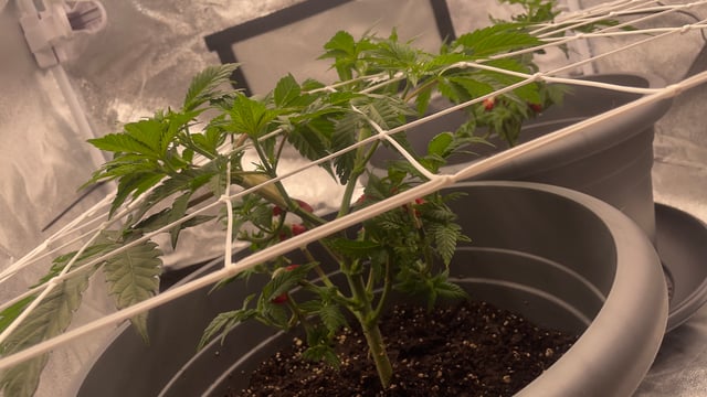 LSD feminized — vegetative, day 48