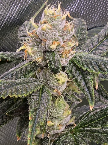 Funk Mountain 2 — flower, day 49