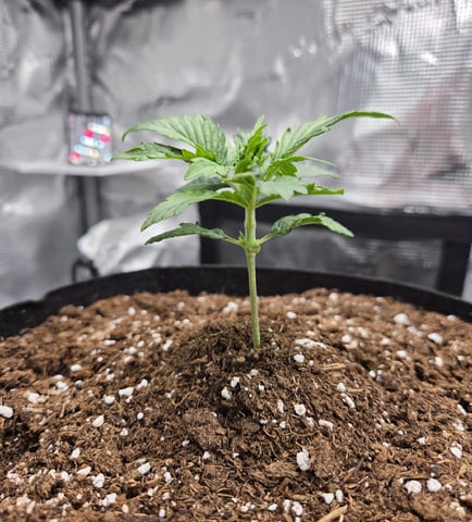 August Grow — grow_setup, day 27