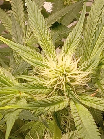 critical purple kush x peyote wifi  in the auto pot system tray 2 grow with added microhazian to the coco coir  — flower, day 83