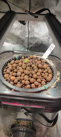 My First Grow — seedling_rooting, day 9