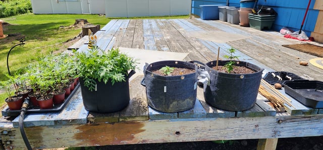 WHAT THE HELL JUST HAPPENED!!! — grow_setup, day 8