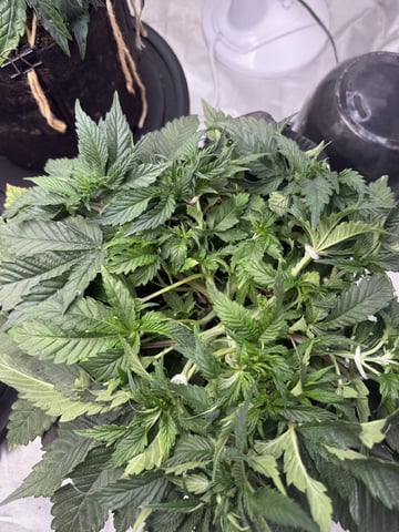Late Season Start  — vegetative, day 39