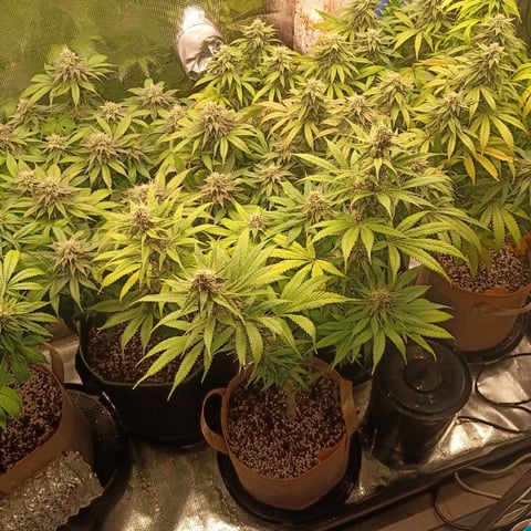 TentPlantLightFan — flower, day 112