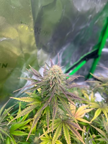 First ever grow — flower, day 4