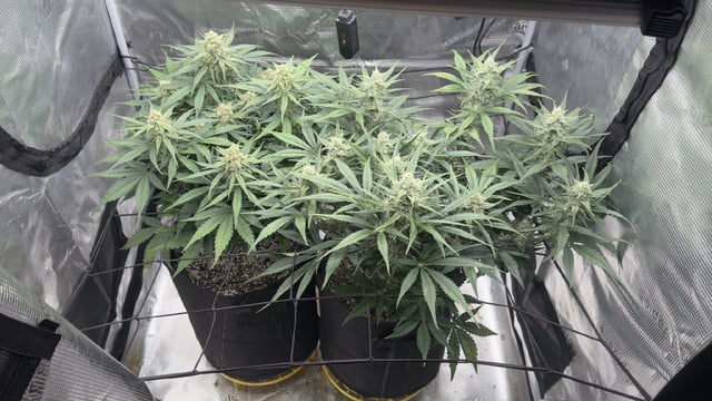 Papaya Cookies Autos 