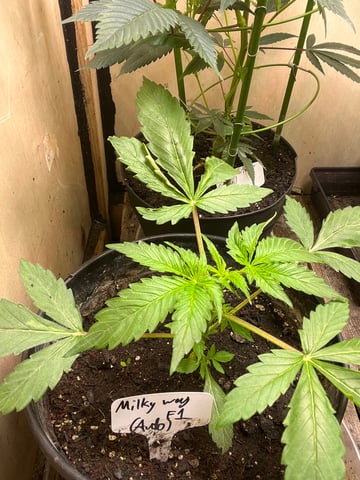 Mike Tyson Colab — vegetative, day 26