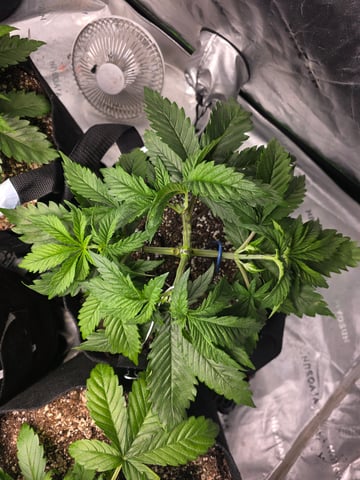 Hazy Daze — vegetative, day 22