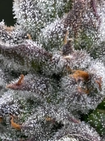 Pink Passion Fruit — flower, day 107