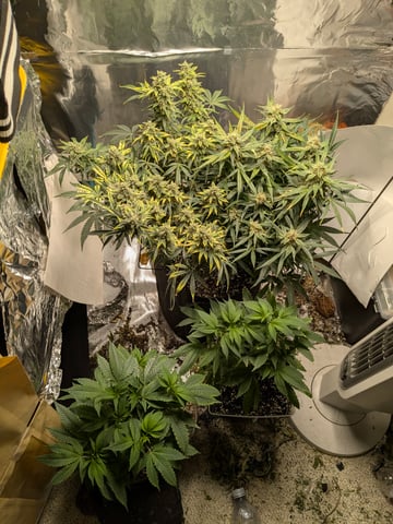 first grow — flower, day 113