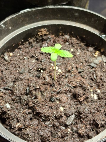 white 🕷️  — seedling_rooting, day 8