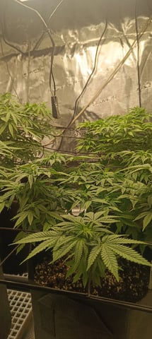 First Time Growing  — flower, day 45
