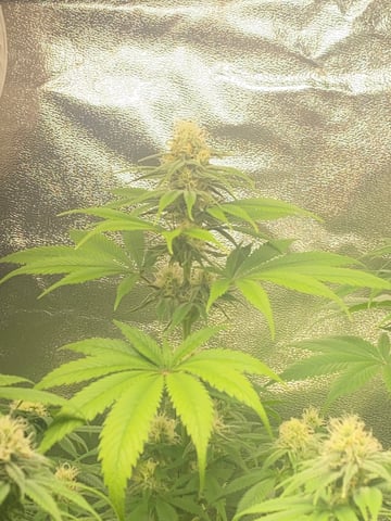 2nd Try — flower, day 79