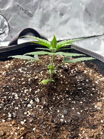 First Ever Grow GT — vegetative, day 26