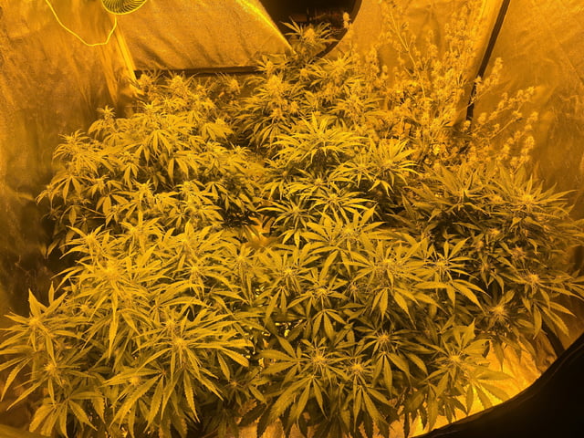 Autos AGAIN — flower, day 60
